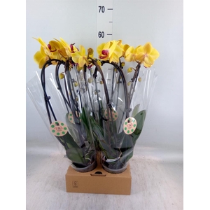 Phalaenopsis  'Elegant Cascade'