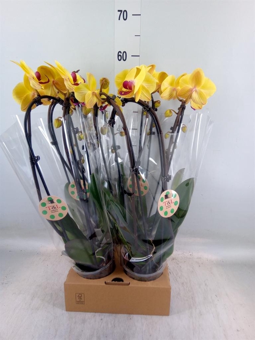 <h4>Phalaenopsis  'Elegant Cascade'</h4>