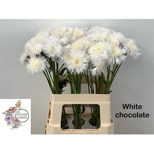 CENTAU WHITE CHOCO