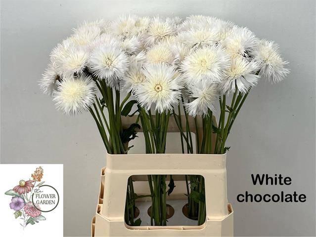 <h4>CENTAU WHITE CHOCO</h4>