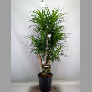 Dracaena refl. 'Anita'