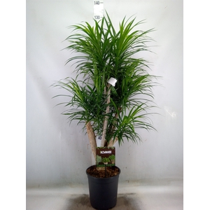 Dracaena refl. 'Anita'