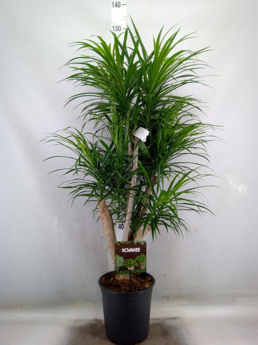 <h4>Dracaena refl. 'Anita'</h4>