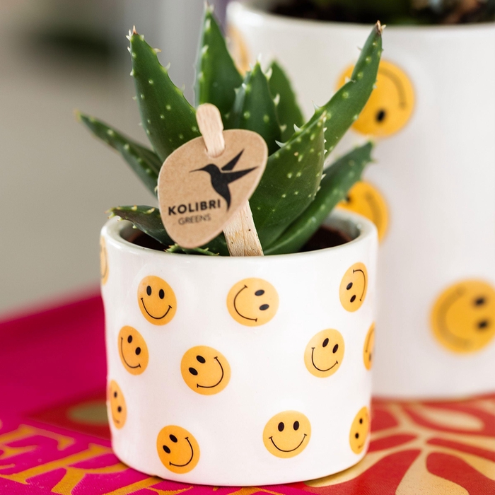 <h4>Kolibri Greens Succulenten mix in Smiley pot</h4>