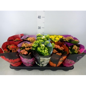 Kalanchoe blos.   ..rosebud rs fl 5