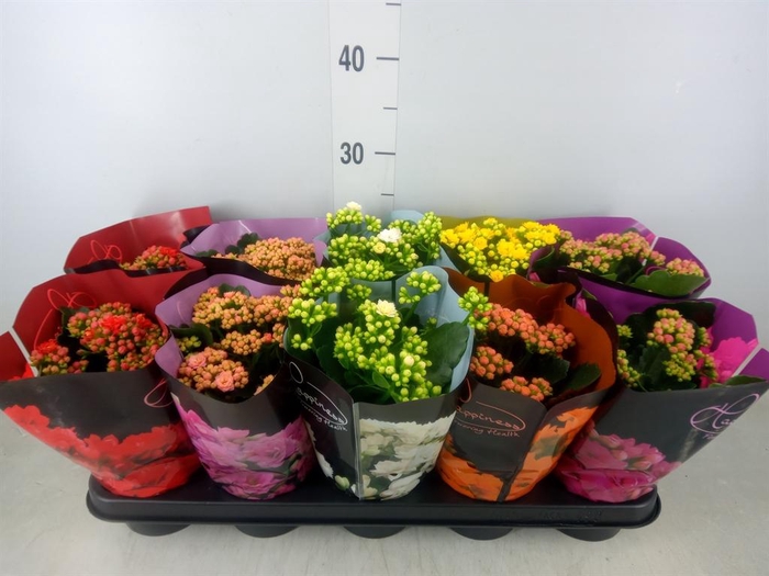 <h4>Kalanchoe blos. ..rosebud rs fl 5</h4>