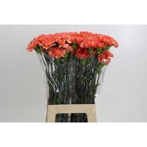 Dianthus St Kalimero