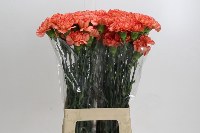 <h4>Dianthus St Kalimero</h4>