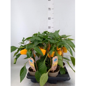 Capsicum annuum   ...paprika