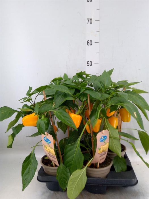 <h4>Capsicum annuum   ...paprika</h4>