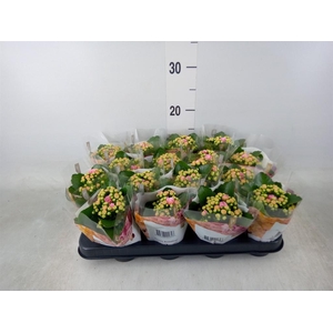 Kalanchoe blos. 'RosDon Alano'
