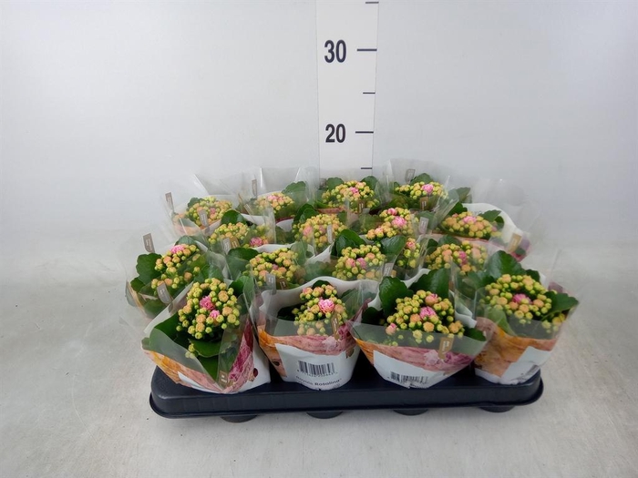 <h4>Kalanchoe blos. 'RosDon Alano'</h4>