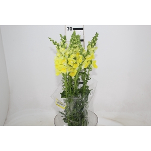 BOCA DE LEAO POTOMAC YELLOW 070 CM