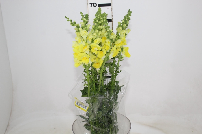 <h4>BOCA DE LEAO POTOMAC YELLOW 070 CM</h4>