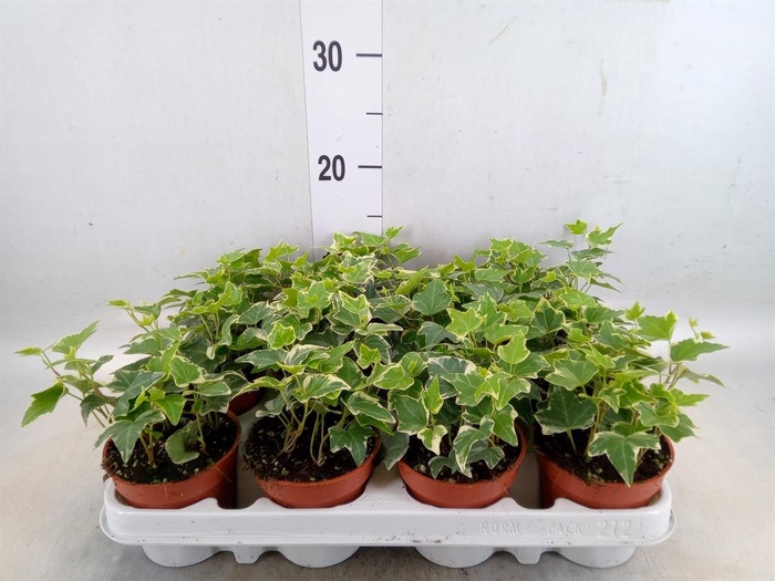 <h4>Hedera helix 'Eva'</h4>