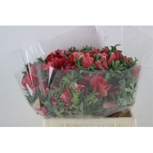 Anem Mistral Super Red