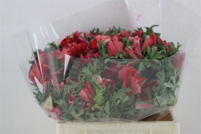 <h4>Anem Mistral Super Red</h4>