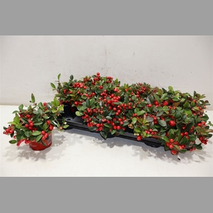 Gaultheria P V Berry