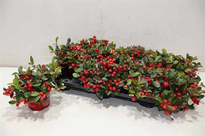<h4>Gaultheria P V Berry</h4>