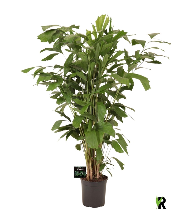 <h4>Caryota mitis</h4>