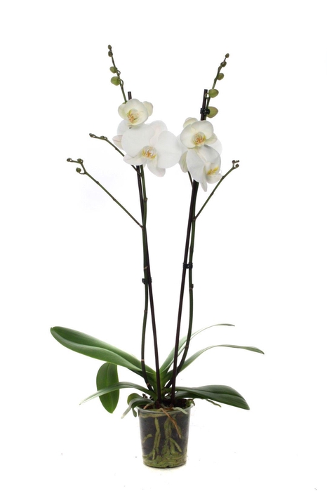 <h4>Phal Wit 2T18+ Vertakt</h4>