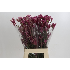 Kangaroo Paw Mini Pearl
