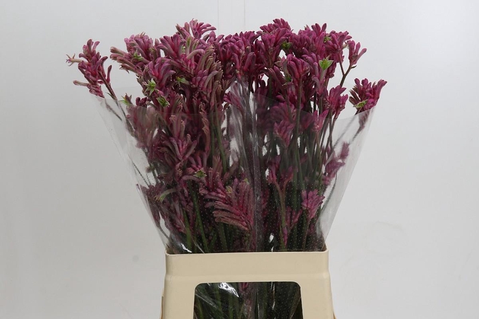 <h4>Kangaroo Paw Mini Pearl</h4>