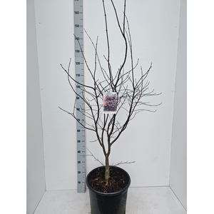 Acer palmatum Bloodgood