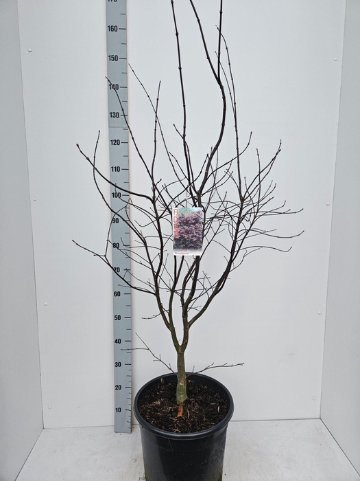 <h4>Acer palmatum Bloodgood</h4>