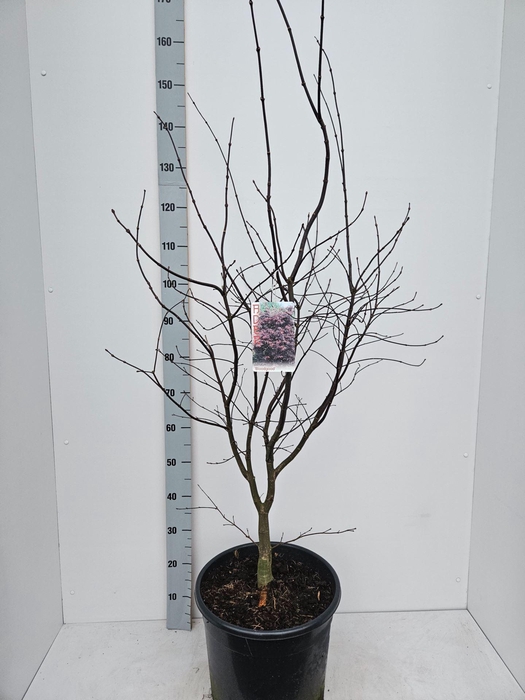 Acer palmatum Bloodgood