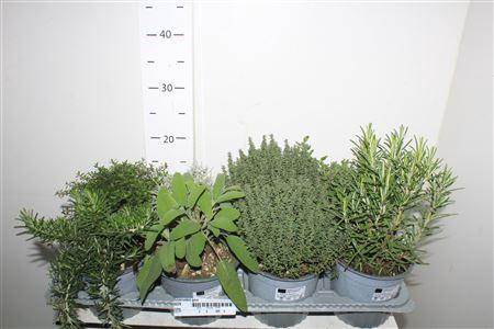 <h4>Tuinkruiden Gem</h4>