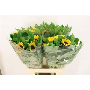 Helianthus Vincents Choice