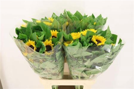 <h4>Helianthus Vincents Choice</h4>