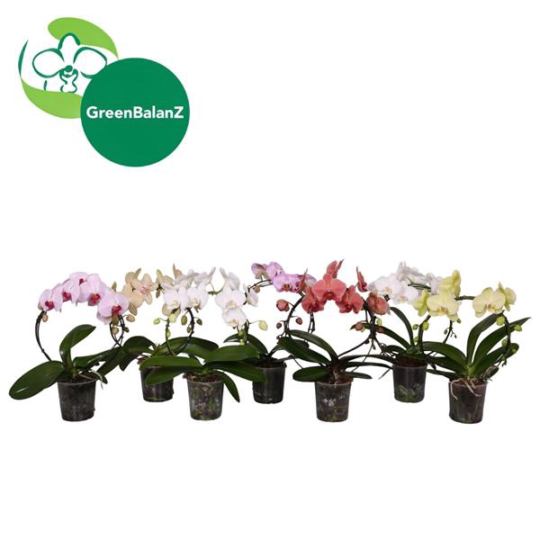 <h4>ShapeZ - Phalaenopsis CircleZ Mix 2t 14+/50</h4>