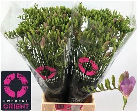 <h4>Fr En Blue Moon</h4>