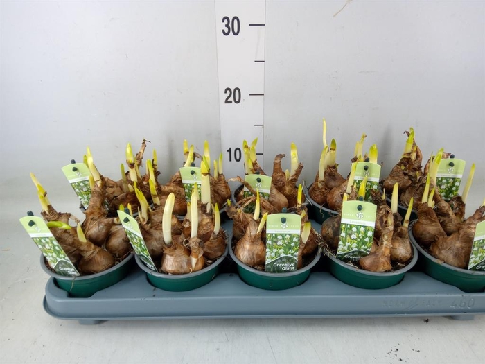 <h4>Leucojum aestivum</h4>