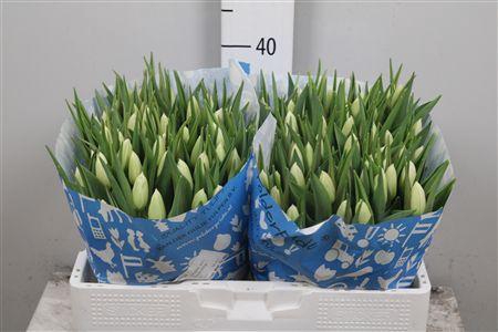 <h4>Tu En Snowmen</h4>