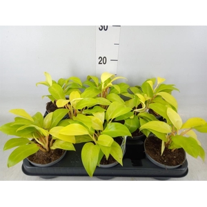 Philodendron  'Malay Gold'