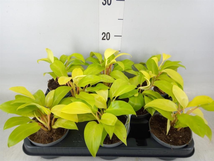 <h4>Philodendron  'Malay Gold'</h4>