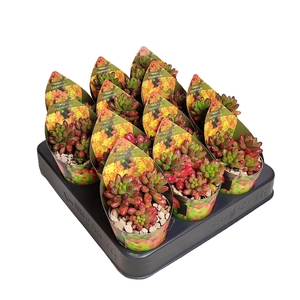 SEDUM OVERIG