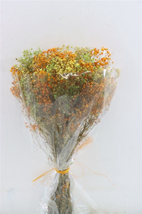 Pres Gypsophila Panic Miami Bouquet
