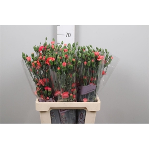 Di Tr Orange Amelie
