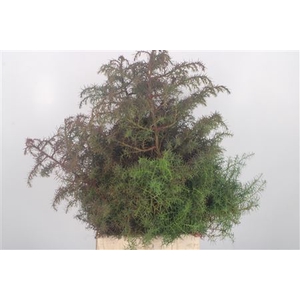 Con. Cryptomeria Elegans