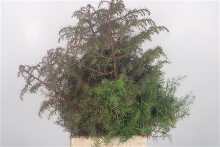 <h4>Con. Cryptomeria Elegans</h4>