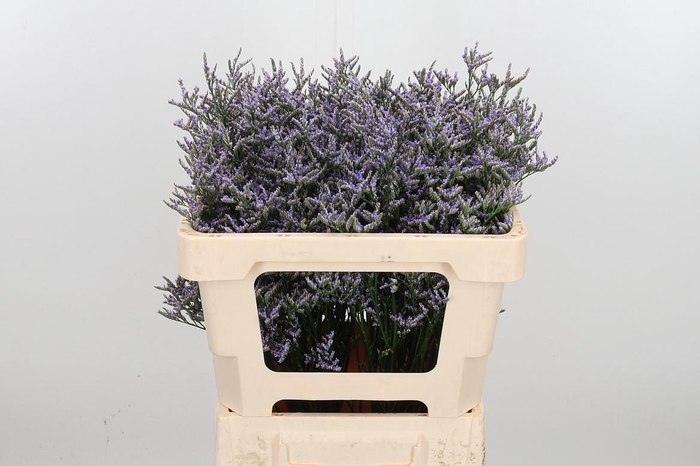 <h4>Lim Ov Skylight</h4>