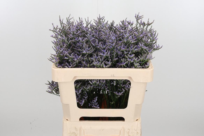 <h4>Lim Ov Skylight</h4>