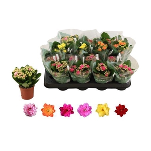 KALAN CALAN MIX ROSALINA P7