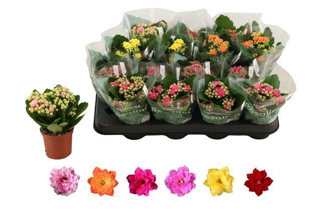 <h4>KALAN CALAN MIX ROSALINA P7</h4>