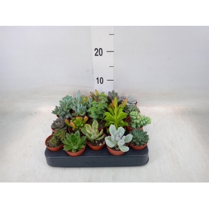 Succulents   ...