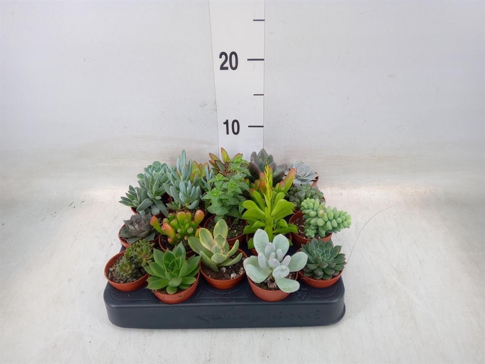 <h4>Succulents   ...</h4>